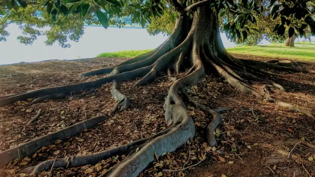 ශ්‍රී ලංකාවේ Roposo නිර්මාණකරුවන් සොයා, දැනුම්දීම් හා විකුණුම් වැඩි කරන ප්‍රායෝගික මාර්ගෝපදේශයක් — විශ්ලේෂණ, දත්ත සැකසුම සහ කටයුතු ෙපියවර සමඟ.