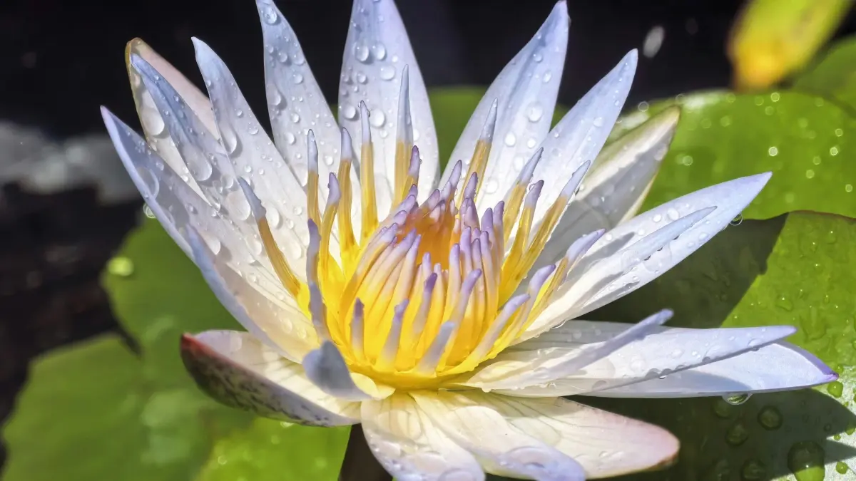 Myanmar QQ ක්\u200dරීටර් සොයා ගැනීමේ ක්\u200dරම — මික්\u200dරෝ ට්\u200dරයල් සදහා