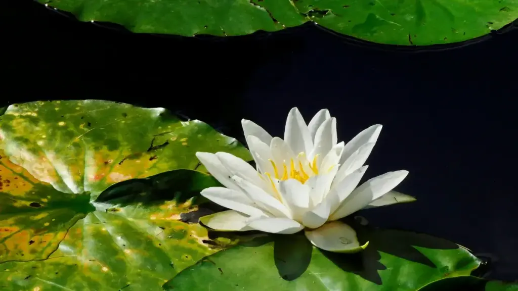 ශ්‍රීලංකා වෙළඳවට උපදෙස්: Ecuador හි Douyin නිර්මාණකරුවන් සොයා UGC ක‍ැම්පේන්ස් අරඹන්න බුහුමන් ක්‍රියාමාර්ග, අවදානම් සහ ප්‍රායෝගික ටිප්ස්.