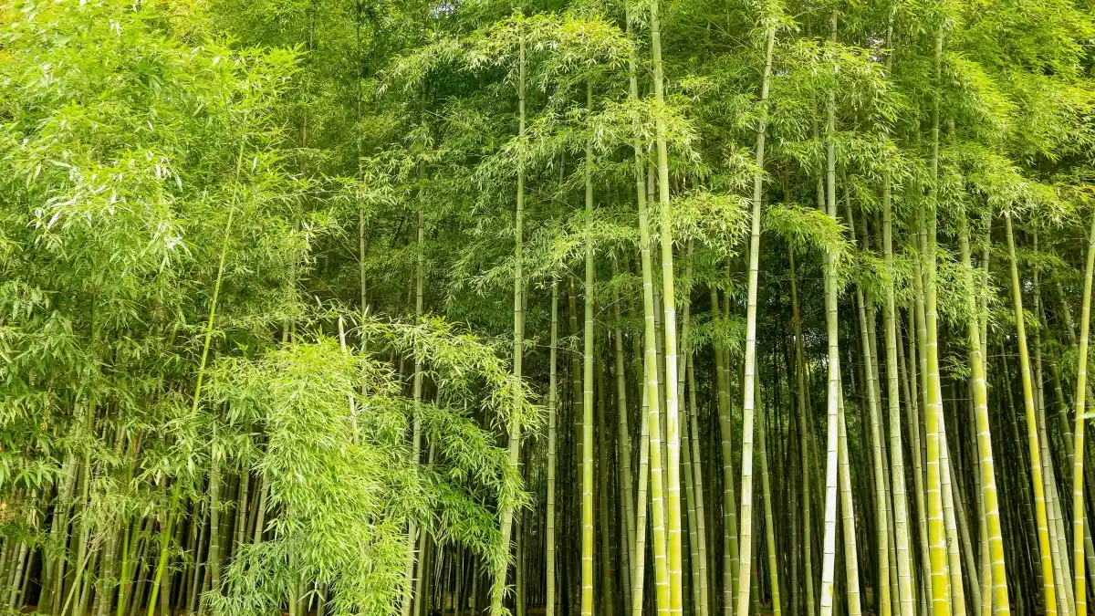 Egypt Kuaishou නිර්මාණකරුවන් හොයාගැනීමේ ක්\u200dරීයාකාරී මාර්ග