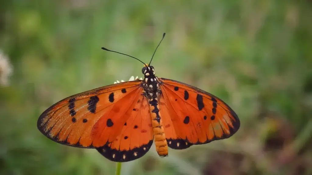 Douyin හරහා Estonia brands දක්වා পৌঁනවා flat-fee brand deals negotiate කරන්න practical step-by-step උපදෙස් — localized, pragmatic, 2025 ඔක්තෝබර් යාවත්කාලීන.