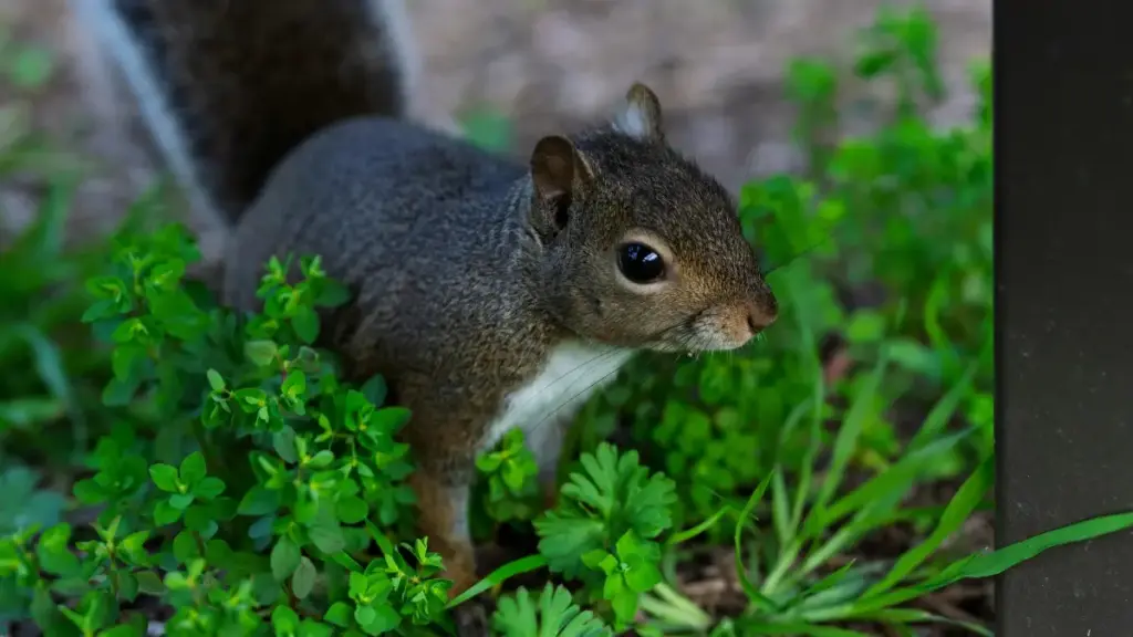 WeChat ඔස්සේ වෙනෙසුවෙලාවෙන් brand සොයා affiliate නිෂ්පාදන ප්‍රවර්ධනය කරන හැටි, practical outreach tactics, examples (Chipotle, Jackson Wang) සහ Sri Lanka creators සඳහා actionable checklist එක.