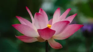 YouTube හරහා ක්‍රොඑෂියා ෆිට්නස් බ්‍රැන්ඩ් පිරිසට සම්බන්ධ වීමට ශ්‍රී ලාංකාවේ කටයුතු කළ හැටි, practical outreach වැඩපිළිවෙළ හා localised pitch tips.