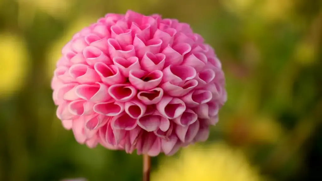 Nigeria වෙළඳ නාම TikTok තුළට ලඟාවීම සහ නිෂ්පාදන වාසිය පැහැදිලිව දැක්වීම සඳහා practical, localized ක්‍රියාමාර්ග.