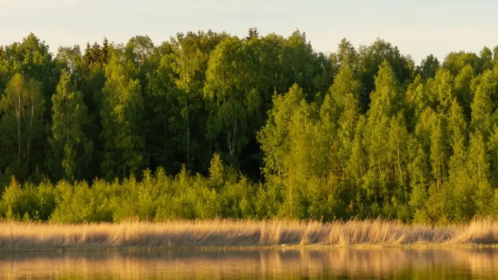 Sri Lanka creators ලාට Takatak හරහා Venezuela brands ලා contact කරලා beauty ambassador වීමට ඇති ප්‍රයෝජන, tactical steps සහ local tips.