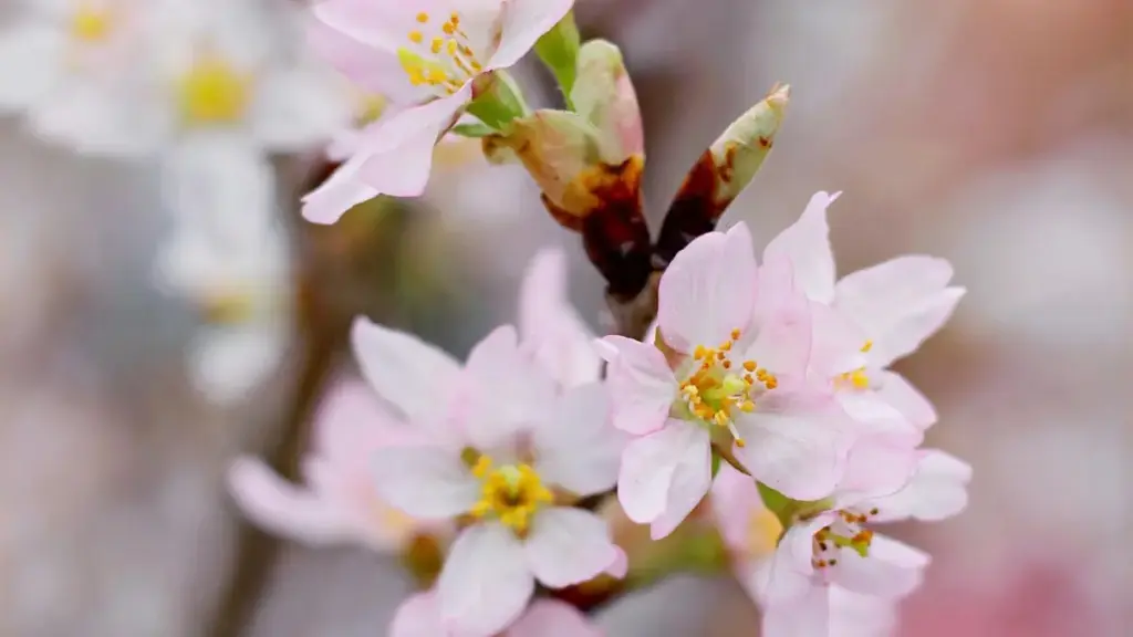 ශ්‍රී ලංකාවේ ක්‍රීයාවලීන්ට Netflix-හි බ්‍රසීල් වෙළඳ නාම සමඟ before‑and‑after Transformations හුවමාරු කරන්නැයි සාර්ථක වැඩපිළිවෙළ — ප්‍රායෝගික දැනුම, උදාහරණ සහ ටෙමිප්ලේට්.