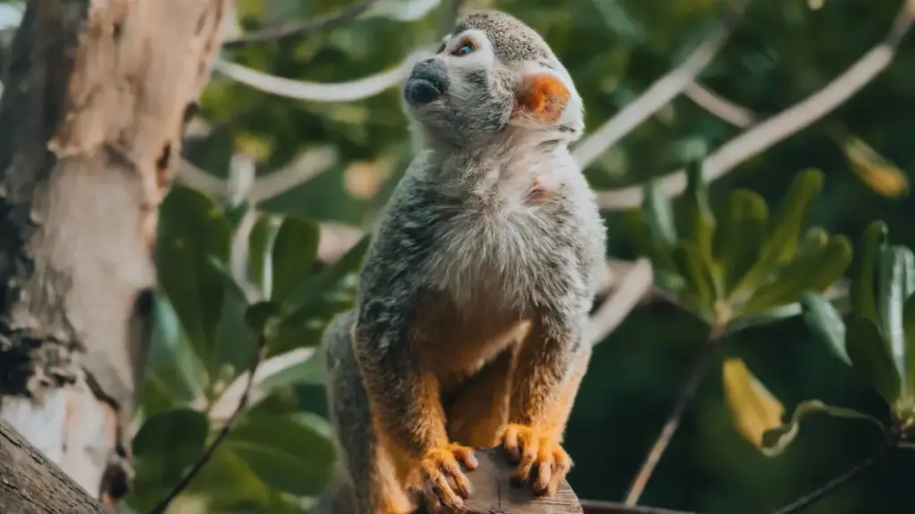 Sri Lanka creators ලාට Peru බ්‍රෑන්ඩ්ස් Douyin මගින් giveaways ක්‍රියාත්මක කරලා audience engage කරන ප්‍රායෝගික වීදි, real-case උදාහරණ සහ step-by-step ක්‍රම.