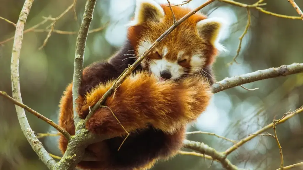 බොලිවුයාවේ Reddit නිර්මාණකරුවන් සොයා, සම්බන්ධ කර, එක්සත් වෙළඳ ප්‍රචාරණයකට කැඳවීමේ ප්‍රායෝගික මාර්ගෝපදේශය — දැනට 2026 ජනවාරි සදහා යාවත්කාලීන.