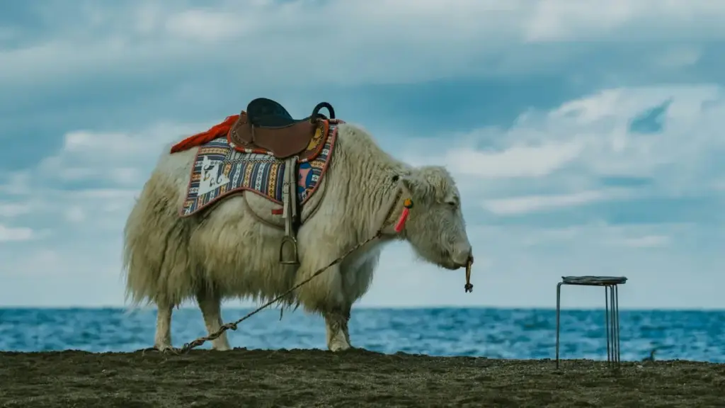 Pakistan Shopee ක්‍රියේටර් සොයලා fixed-fee ප්‍රවර්ධන ගිවිසුම් කරගන්න practical, step-by-step מדריך — local insights, tools, සහ negotiation templates.