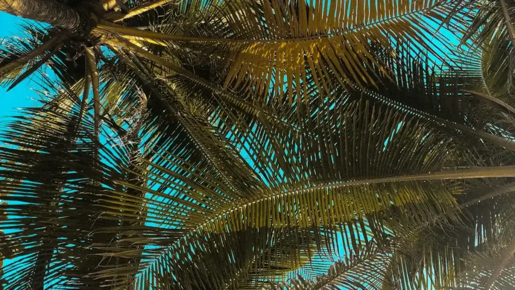 මෙක්සිකෝ Chingari නිර්මාණකරුවන් සොයා, local audience-oriented creator-led sales push එකක් ඵලදායිව රණගත කරන