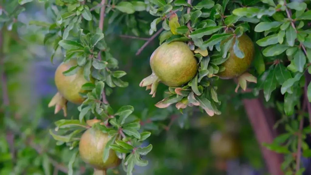 ශ්‍රී ලංකාවේ මයික්‍රෝ-ක්‍රීඕටර්ලාට Austria බ්‍රෑන්ඩ් LinkedIn හරහා seeding වැඩසටහන් වලට ඇලවීමට ප්‍රායෝගික ක්‍රම, උදාහරණ සහ ඉදිරි ප්‍රවණතා.
