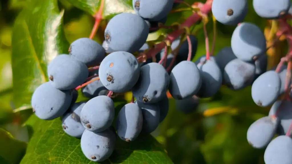 ශ්‍රී ලංකාවේ advertisers ලට Russia Moj creators හඳුනාගෙන fitness app traffic එවන්න practical, privacy-aware, සහ trend-driven strategy එකක්.