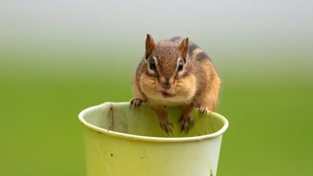 Venezuela හි Chingari නිර්මාණකරුවන් හඳුනාගෙන creator-led පාඩම් ශ්‍රේණියක් ආරම්භ කරන ක්‍රියාමාර්ග සහ ප්‍රායෝගික යෝජනා—ශ්‍රී ලංකා ප්‍රචාරකයින් සඳහා කෙටි, කාර්යබහුල මාර්ගෝපදේශය.