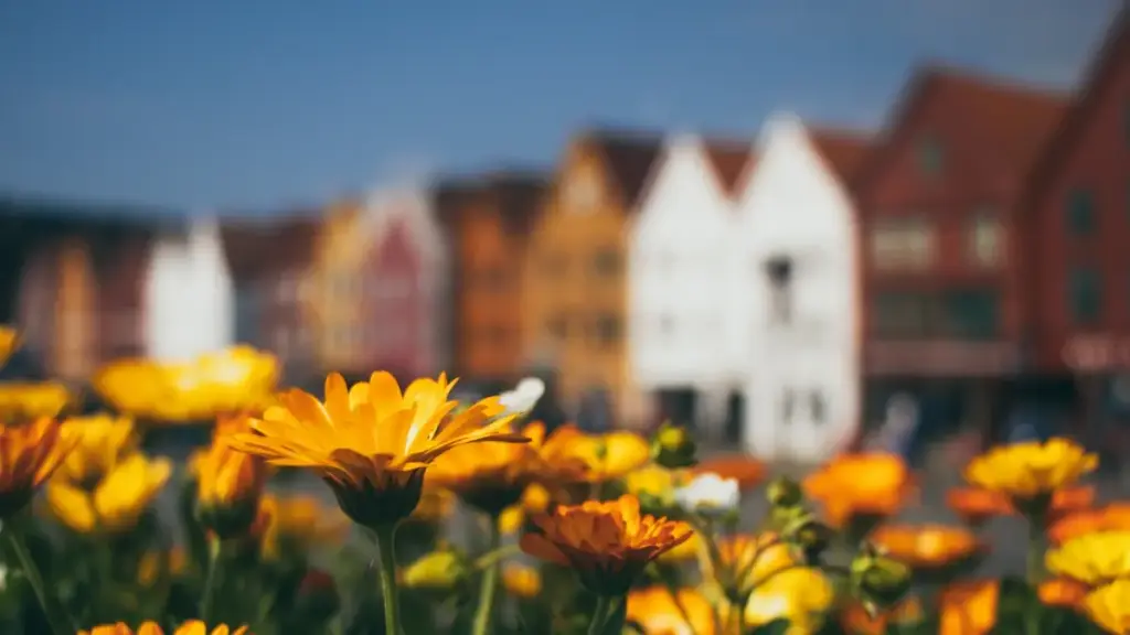 ඇතිඔපියා KakaoTalk නිර්මාපකයින් කොහැනින් හමුකරලා ශ්‍රීලංකා ඔන්ලයින් හිල්ලුවලට විකිණීම් වැඩි කරන්නද කියලා ප්‍රායෝගික, දේශීය යෝජනාත්මක මාර්ගෝපදේශයක්.