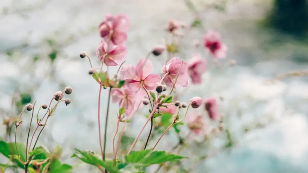 ශ්‍රී ලංකා වෙළඳ නායකයින් සඳහා: ඩොමින්ිකන් HBO Max ක්‍රියේටර් හඹාගෙන creator-led tutorial මාලාවක් ලාන්ච් කරන උපදෙස්, මෙහෙයුම් ක්‍රම හා practical tools.