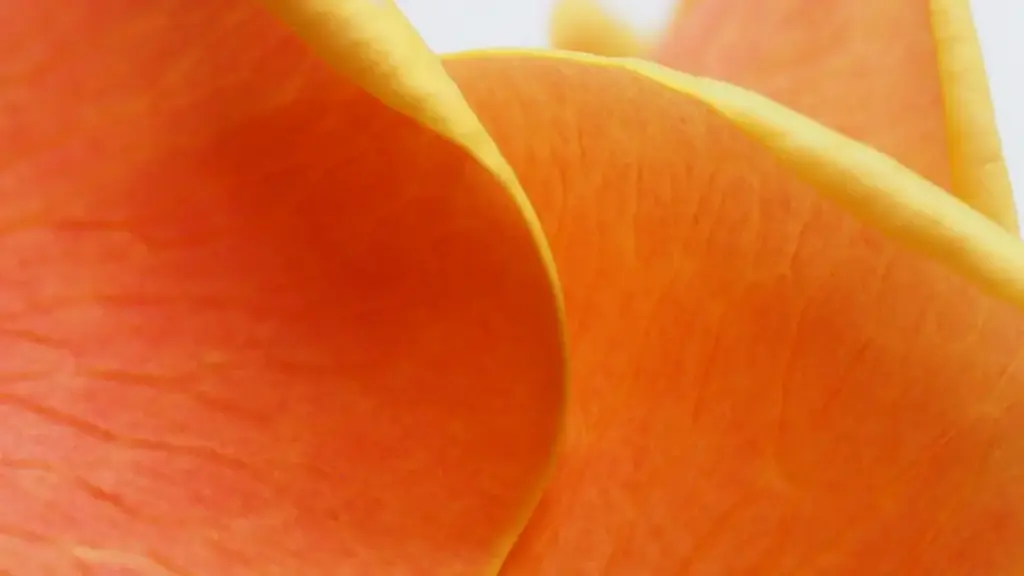 ශ්‍රී ලංකාවේ ෆේස්බුක්/ටෙක්ටොක් සැලසුම්කරුවන්ට Iran Moj creators හොයලා giveaways දාන්න practical ක්‍රම, local insights සහ risks.