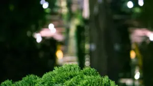 බ්‍රසීල Instagram ක්‍රියේටර් සෙට් කරලා mobile app installs ගන්න practical ක්‍රම, campaign brief, creator vetting, pricing, හා වැරදි වලට නොවැටෙන ටිප్స్.